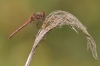 J01_4260 Sympetrum striolatum male2